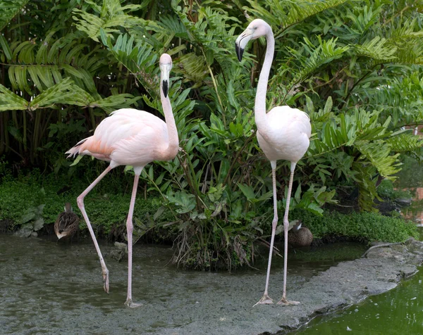 Flamants roses oiseaux dans l'eau — Photo