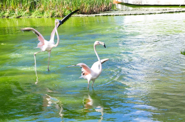 Flamants roses oiseaux dans l'eau — Photo