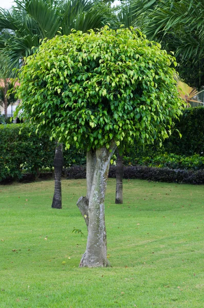 Árvores no jardim verde — Fotografia de Stock