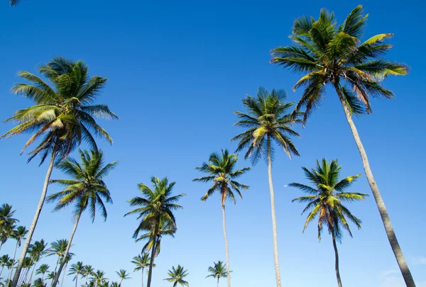 Green palm trees — Stock Photo, Image