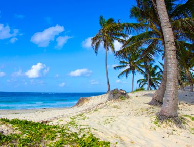 deniz dalgası ile tropikal plaj