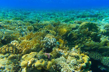 Balık ile sualtı panorama