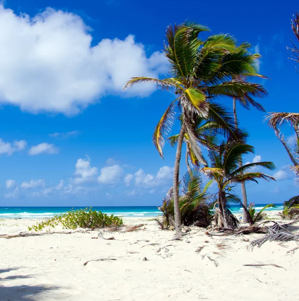 Caribbean beach och palm träd — Stockfoto