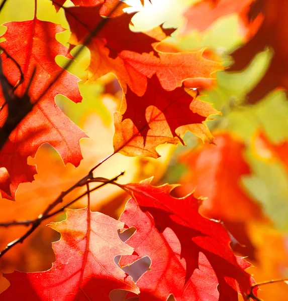 Autumn leaves background — Stock Photo, Image