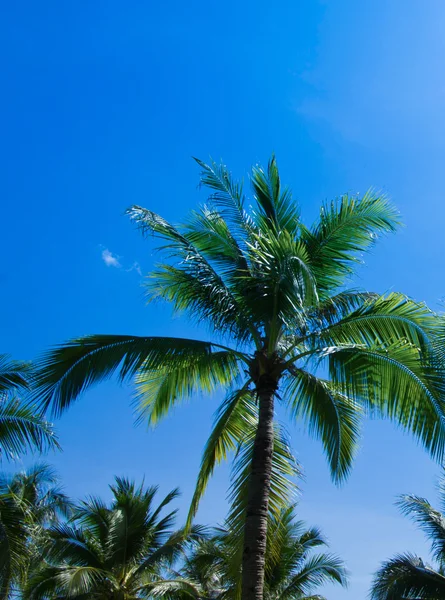 Green palm trees — Stock Photo, Image