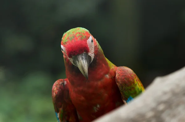 Parrot bird  on  perch — Stock Photo, Image