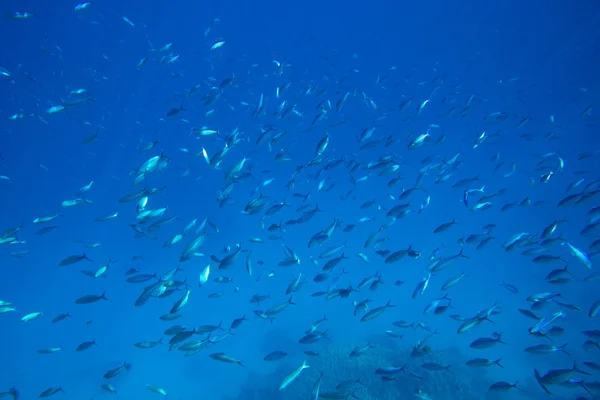 Onderwater panorama met vis — Stockfoto