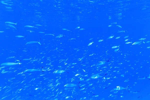 Panorama submarino con peces — Foto de Stock