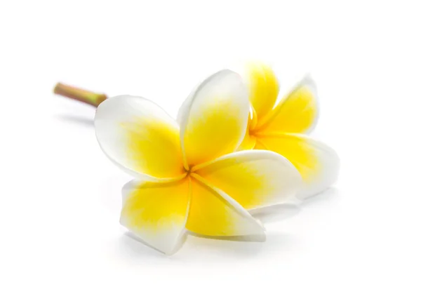 Blossom frangipani bloemen — Stockfoto