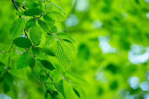 Foglie verdi sfondo — Foto Stock