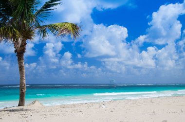 plaj ve tropikal deniz