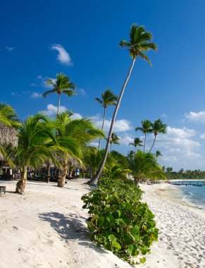 Tropik sahilde palmiye ağaçları