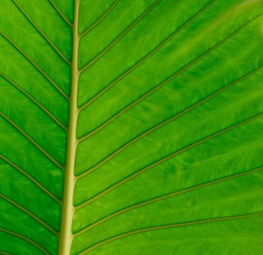 yaprak yeşil arka plan