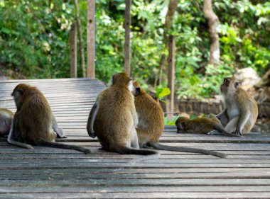 maymunlar hayvan doğaya