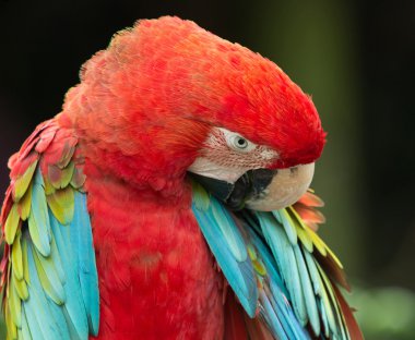 papağan kuş hayvan