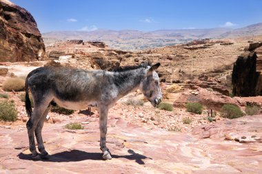 Petra antik kalıntıları içinde eşek