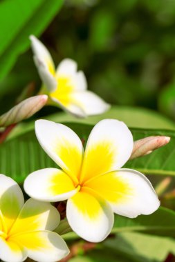 Frangipani çiçekler bir ağaç üzerinde