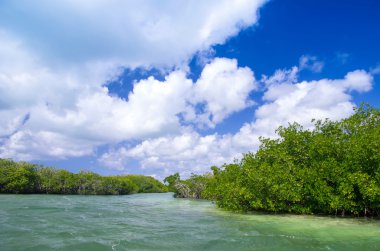 plaj ve tropikal deniz