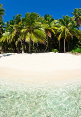 plaj ve palmiye ağaçları