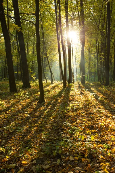 Luce del sole nella foresta verde — Foto Stock