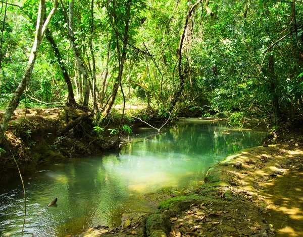 Stream in  tropical forest — Stock Photo, Image