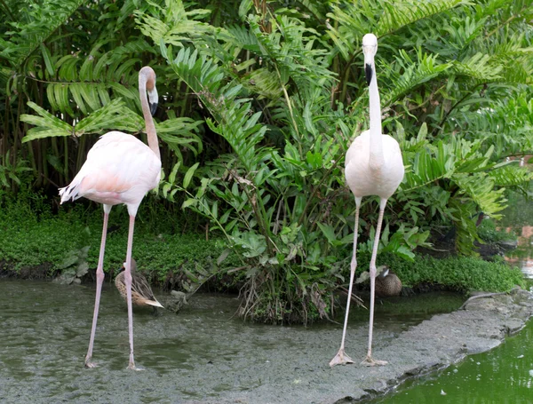 Flamingos fåglar i vattnet — Stockfoto