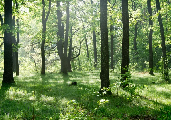 Groene bos achtergrond — Stockfoto