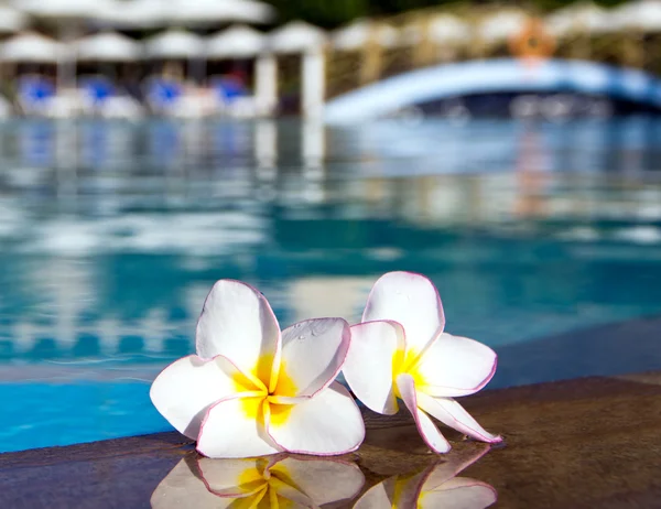 Flores Plumeria en la piscina — Foto de Stock