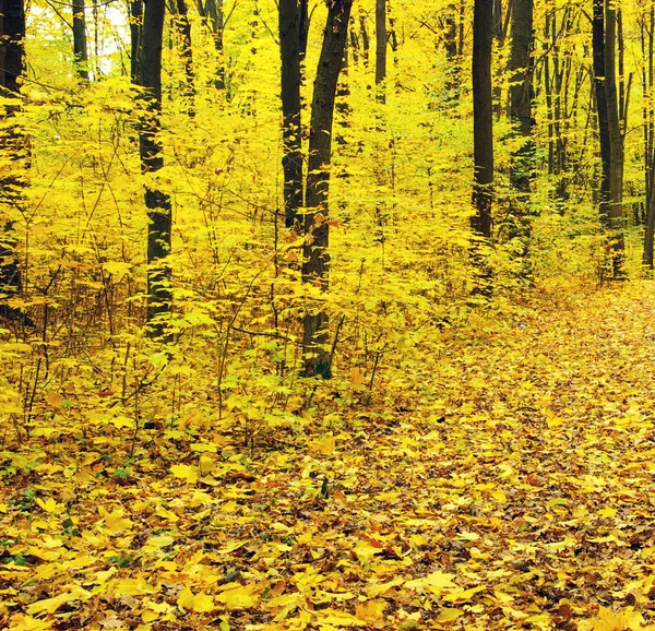 Fondo del bosque otoñal — Foto de Stock