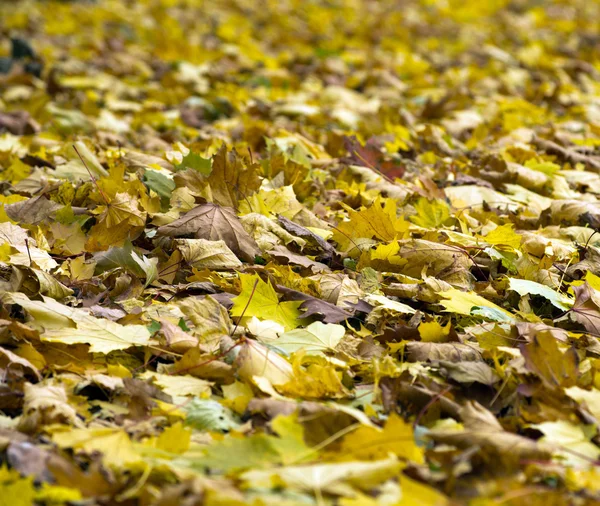 Foglie autunnali nel parco — Foto Stock