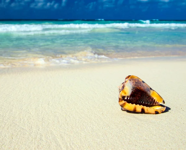 Concha na praia do caribe — Fotografia de Stock