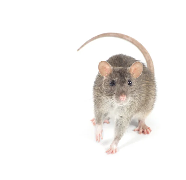 Pequeno animal rato — Fotografia de Stock