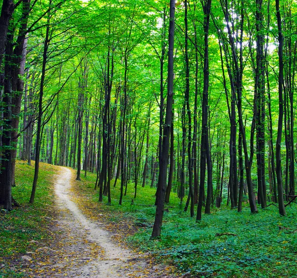 自然の緑の森 — ストック写真