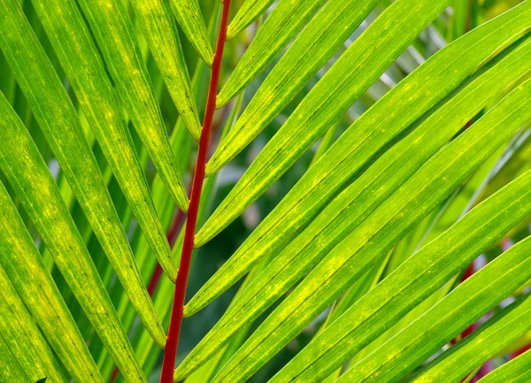 Textura de hoja verde —  Fotos de Stock