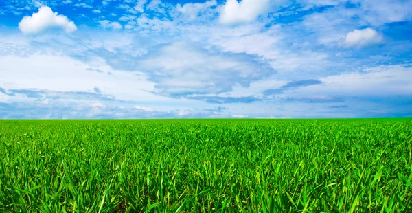 Fält och blå himmel — Stockfoto