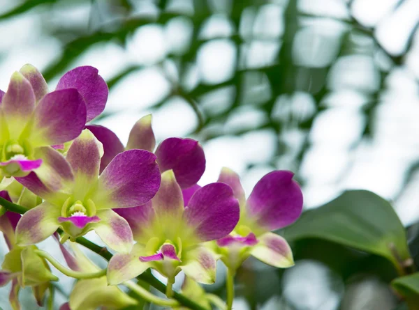 Bellissimi fiori di orchidee — Foto Stock