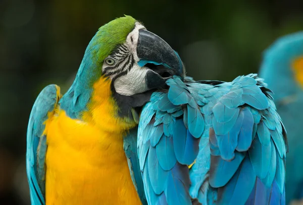 Papagaios Macaws coloridos — Fotografia de Stock