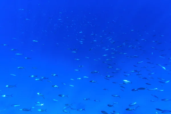 Panorama subaquático com peixes — Fotografia de Stock