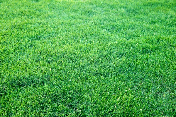 Green grass texture — Stock Photo, Image