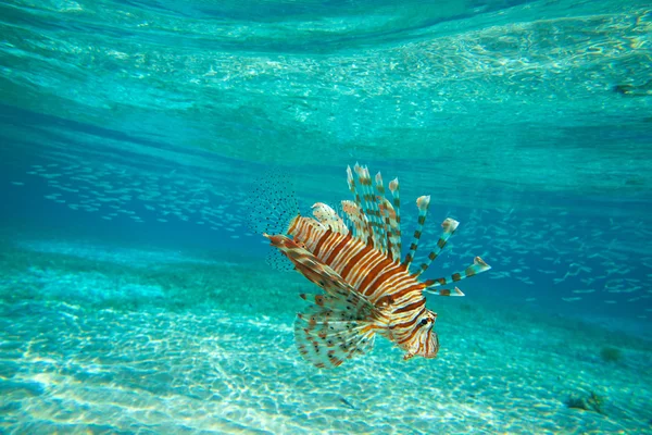 Lion fish swimming under water — Stock Photo, Image