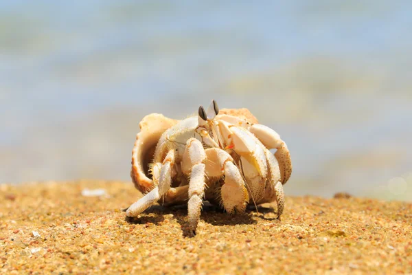 Hermit Crab in a screw shell — Stock Photo, Image