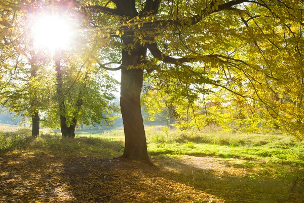 Luz solar en el bosque de otoño —  Fotos de Stock