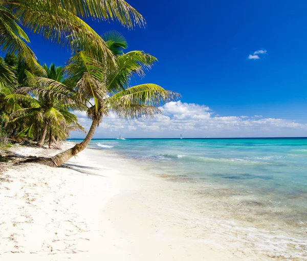 Palmbomen op tropisch strand — Stockfoto