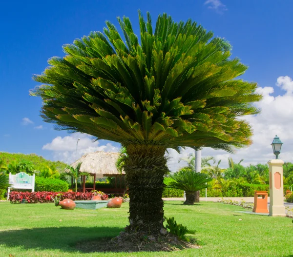 Grüner Baum im Garten — Stockfoto