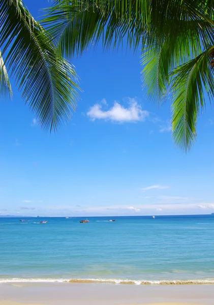 Green palmträd på blå himmel — Stockfoto