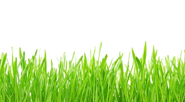 Sfondo erba verde — Foto Stock