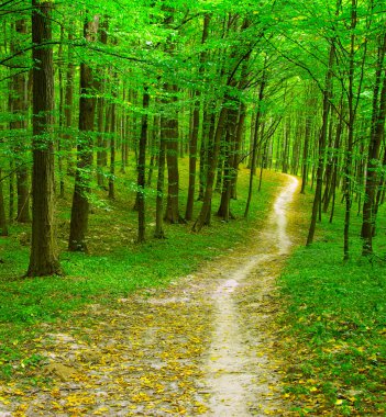 Doğa yeşil ahşap arka plan