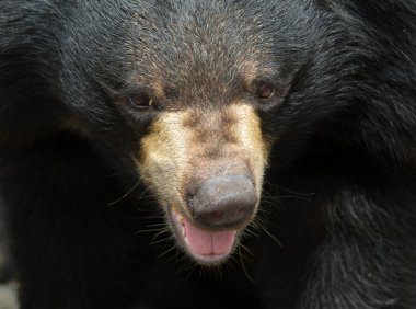 Kara Ayı hayvanat bahçesinde