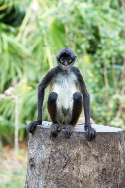 Ağaç örümcek maymun