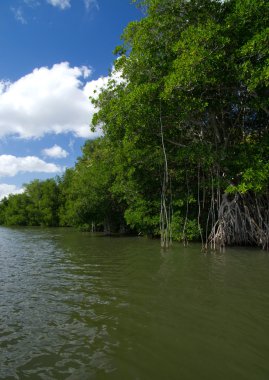Mangrov ağaçlar Karayip Denizi
